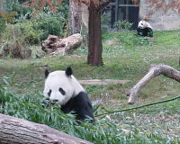 panda.jpg 200×160 11K